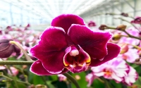 Orchideafarm és fürdőzés PROGRAM ****